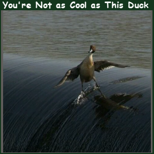 Cool Duck